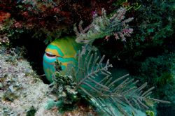 Parrotfish in Key Largo. 
 Taken with red filter only by Alan Manning 